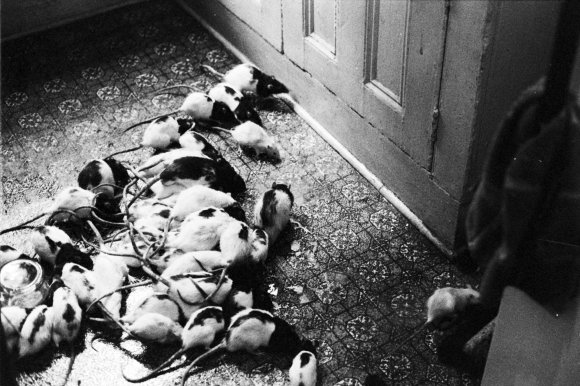 34-Crowd_Floor