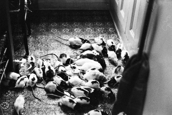 35-Crowd_KitchenFloor
