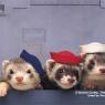 Historical Reenactments by Ferrets