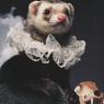 William Shakespeare, the Ferret of Avon, at the Blackfriars Theatre, London, Spring of 1603.