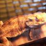 2 Beardies and a Golden Gecko