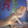 2 Beardies and a Golden Gecko