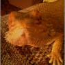 2 Beardies and a Golden Gecko