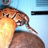 Ssssssnakes