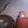 Ssssssnakes