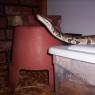 Ssssssnakes