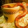 Ssssssnakes