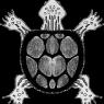 BWTurtle