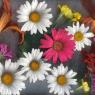 flowers watercolor