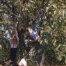 Bobby, Jackie, David in Windham tree - Aug 1958