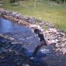 Creek in Windham, June 1960