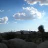 Joshua Tree